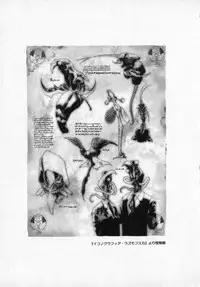 [Cashue] Beljevska no Shiro